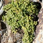 Polycarpon polycarpoides Libunga