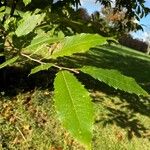 Castanea dentata Φύλλο