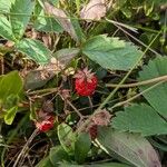 Fragaria virginiana Frucht