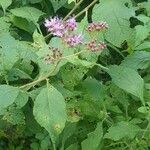 Vernonia brachycalyx Drugo