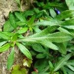 Erigeron karvinskianus Blad