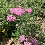 Achillea asiatica Кветка