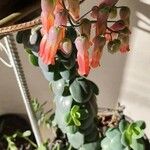 Kalanchoe marnieriana Flower