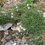 Silene ciliata Hábito