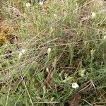 Arenaria montana Habit