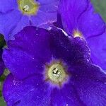 Primula hirsuta Flor