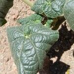 Ibicella lutea Leaf