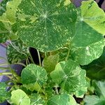 Tropaeolum majus Leaf