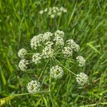 Cicuta maculata Blüte