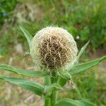 Centaurea uniflora Flower