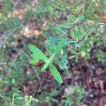 Hypericum hypericoides Leaf