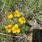 Zinnia grandiflora Floro