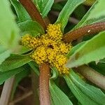 Flaveria trinervia Λουλούδι