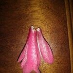 Fritillaria gentneri Otro