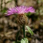 Centaurea jordaniana 花