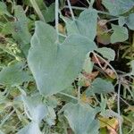 Rumex induratus পাতা
