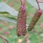 Alnus incana Fruchs