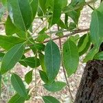 Santalum album Leaf