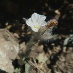 Convolvulus lanuginosus Fleur