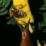 Vachellia collinsii Diğer