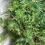 Taxus canadensis Feuille