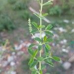 Aloysia gratissima Leaf