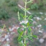 Aloysia gratissima Yaprak