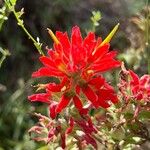 Castilleja affinis 花