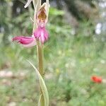 Anacamptis sancta Flor