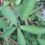 Rubus canescens 葉