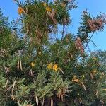 Tecoma fulva Celota