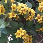 Lysimachia congestiflora Flor