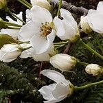 Pyrus calleryana Fleur