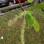 Terminalia mantaly Flor