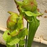 Sarracenia leucophylla 葉