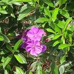 Pleroma granulosum फूल