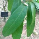 Amphirrhox longifolia Fuelha