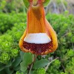 Calceolaria uniflora Інше