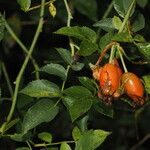 Rosa caninaЛисток