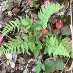 Dryopteris arguta Leaf