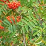 Sorbus aucupariaHoja