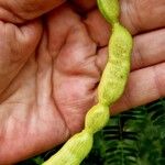 Prosopis juliflora Fruit