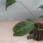 Goeppertia undulata 葉