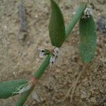 Polygonum raii Цвят