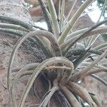 Tillandsia pohliana 葉