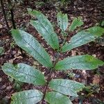 Swartzia grandifolia Leaf