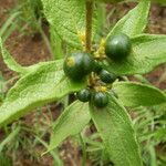 Fadogia triphylla Fruto
