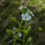 Myosotis scorpioides Flower