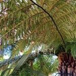 Dicksonia antarctica 葉