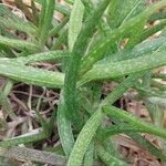 Aloe pendens 葉